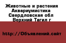 Животные и растения Аквариумистика. Свердловская обл.,Верхний Тагил г.